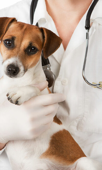 4 signs indicating that one’s pet dog is sick