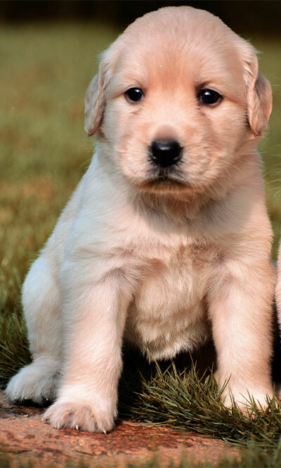 5 ways to keep your dog’s coat healthy and shiny